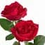 Sirisha R